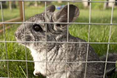 A chinchilla in a cage outdoors.