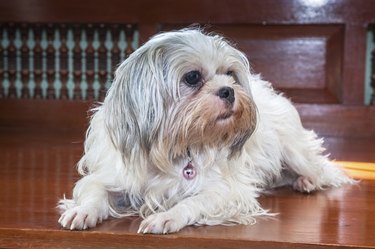 Shih tzu dog