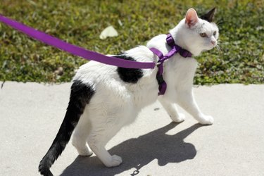 Feline wearing a cat harness. How to put on a harness is challenging.