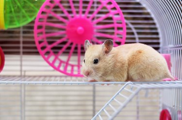 hamster