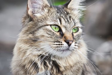 A fluffy cat close up.