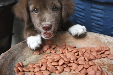 Puppy eating