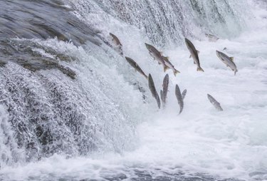 Fish jumping up a waterfall