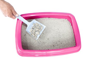 How often should change cat litter sale