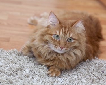 red cat lays on a gray carpet