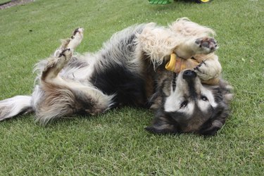 Dog playing outside in grass