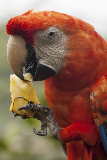 hungry parrot