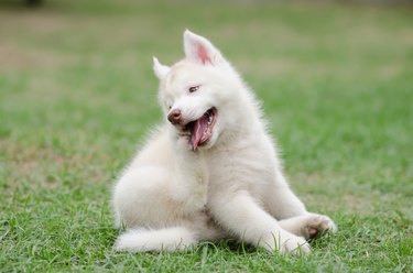 Cute siberian husky puppy scratching