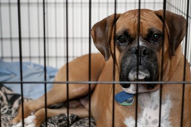 How to Clean a Dog Crate | Cuteness