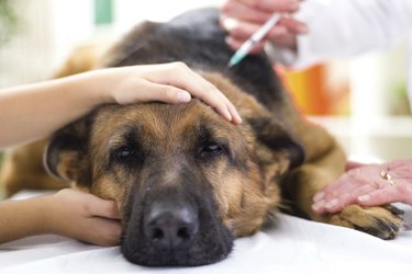 veterinary surgeon is giving  vaccine to the dog German Sheph