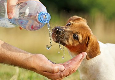 Puppy drinking water from a bottle