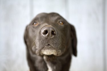 A close-up of an older dog's snout, mouth and whiskers.