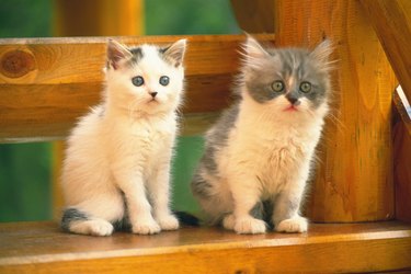 Two Kittens Sitting on a Wooden Stool, Looking Sideways, Side View, Differential Focus