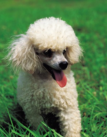 Tiny white toy poodle with tongue out