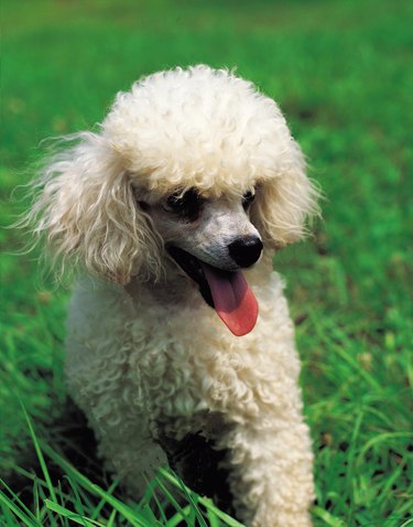 Cute toy hot sale poodle cuts