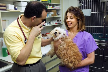 Vet and technician with dog