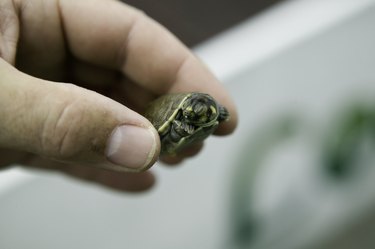 Man holding small tortoise, close-up