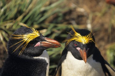 Macaroni penguins (Eudyptes chrysolophus), South Georgia Islands