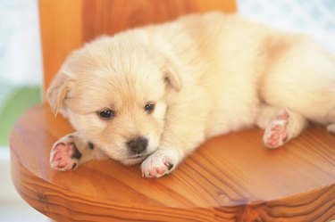 Crossbreed Dog lying down on the chair