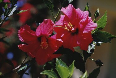 Close-up of blooming hibiscus flowers