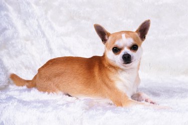 Portrait of Chihuahua