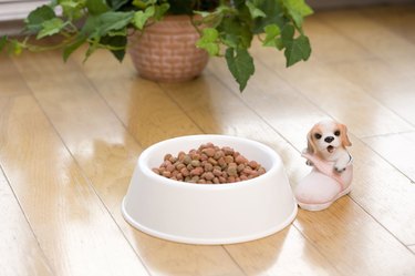 Dog food in bowl next to toy dog