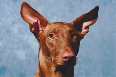 will baby oil kill ear mites in dogs