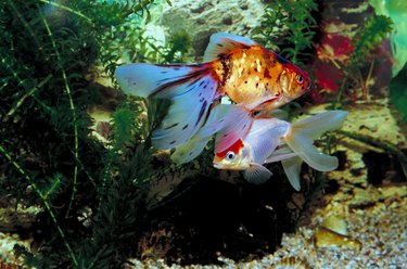 Colorful goldfish in tank