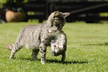 Mother cat holding baby kitten in grass