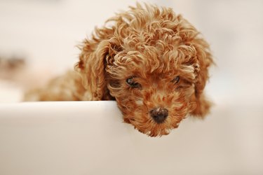 how high for a standard poodle feed bowl