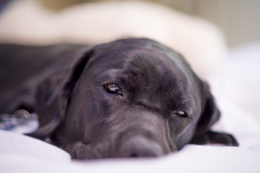 Labrador Retriever Resting Peacefully