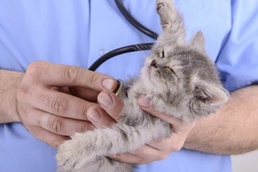 veterinarian's hands holding young grey kitten and checking chest with stethoscope