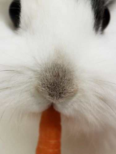 White rabbit nibbling carrot, close-up