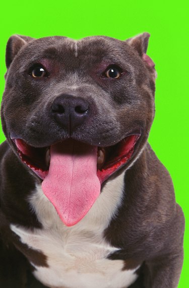 Picture of happy smiling pit bull