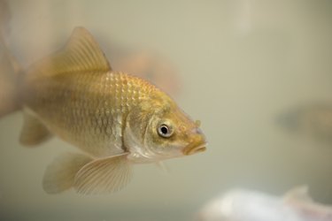 How To Use Bottled Water For Goldfish | Cuteness