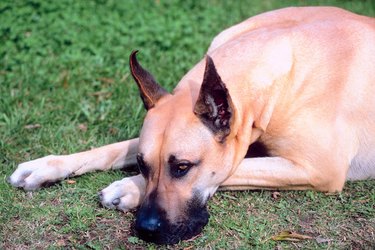 Resting Great Dane