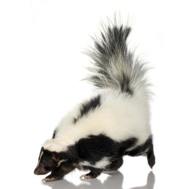 Striped Skunk - Mephitis mephitis