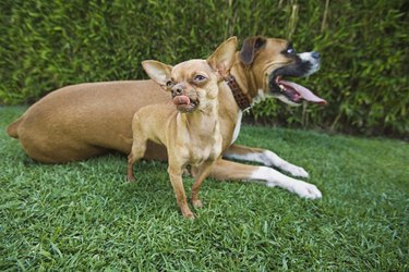 Chihuahua and Boxer