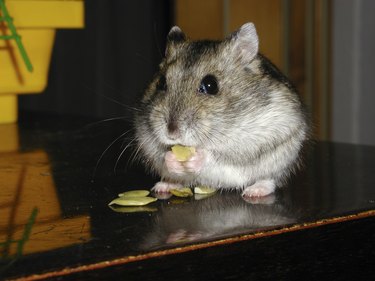 Djungarian hamster