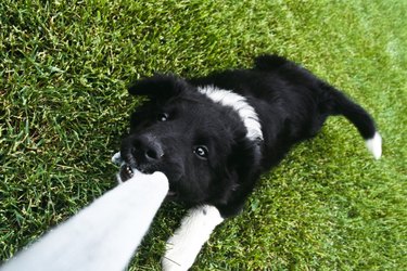 Puppy playing tug of war