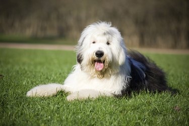 An old English sheepdog lying on grass.