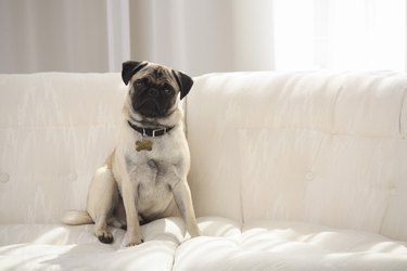 Pug on a couch