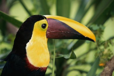 Close-up of a Chestnut-mandibled Toucan (Ramphastos swainsonii)