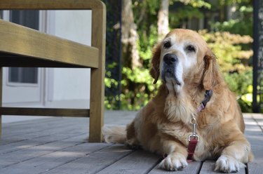 Old golden retriever on porch