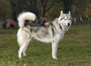 are siberian husky and wolves alike