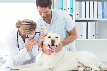 Vet examining ear of dog