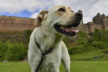 Labrador Retriever