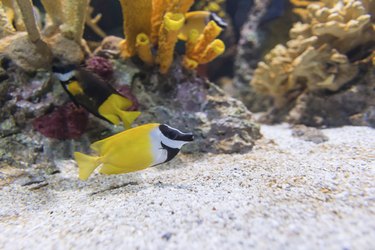 Foxface rabbitfish or siganus vulpinus.