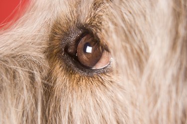 Close up of a brown dog's eye