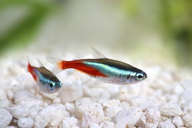 Neon Tetra Paracheirodon innesi freshwater tropical fish